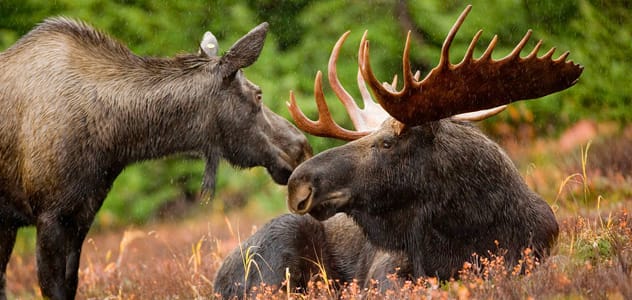 Moose in Alaska